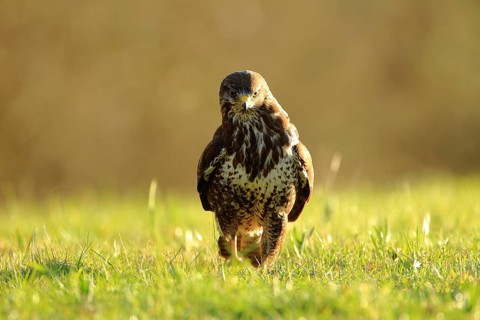 A buzzard moves across a meadow in warm light, bathed in the golden evening sun, a common buzzard