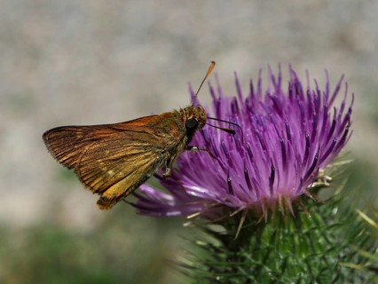 A brown butterfly, the Large skipper (Ochlodes sylvanus), is feeding on nectar from a purple