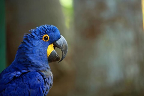 Close-up of a blue hyacinth macaw with a striking yellow eye in its natural habitat, a spoonbill