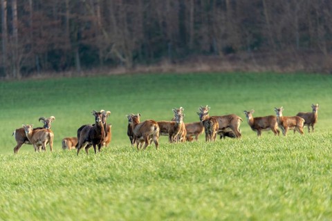 Artiodactyla, even-toed ungulate, mouflon, mouflon, mouflon, ovis gmelini musimon, cloven-hoofed,