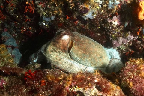 A Common Octopus (Octopus vulgaris) is hiding amongst colourful rocks in the sea, at the Cap de