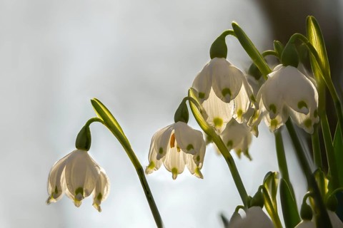 Amaryllidaceae, spring knot flower, leucojum vernum, fairy tale cup, daffodil, flora, spring,