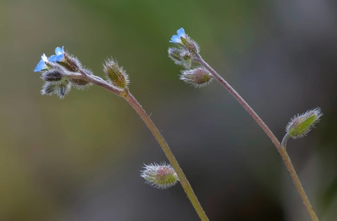 Early forget-me-not, hill forget-me-not, myosotis ramosissima, rough forget-me-not, forget-me-not,