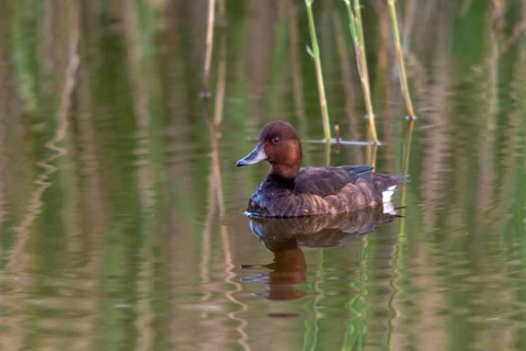 Aythya Nyroca, Ferruginous Duck, Granelli, Italy, Pantano Longarini Lagoon, Moor Duck, Pantani Cuba