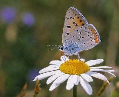 Lycaena alciphron, purple-shot copper, purple silvermoth, butterfly, insects, butterfly,