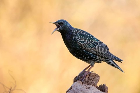 Star, Starling, Sturnus Vulgaris, Birds, Call, Song, Passeri, Call, Singing, Songbirds, Birds