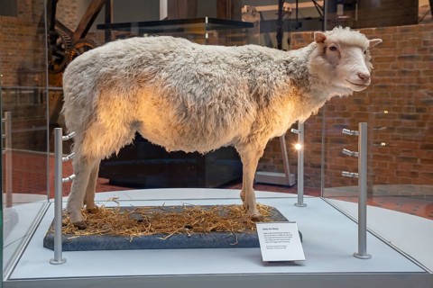 Taxidermy mount of Dolly the sheep, first cloned mammal in 1996 on exhibit at the National Museum