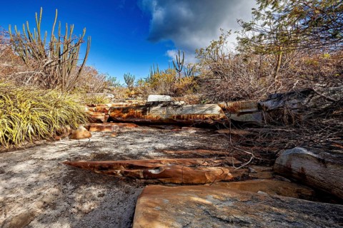 Rocky path in a dry landscape covered with cacti, the thornshrub savanna in the Caatinga