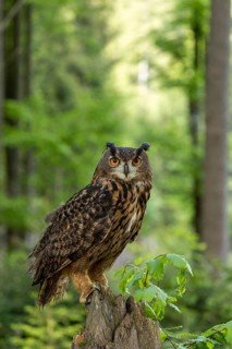 Eurasian Eagle-owl perched on a tree stump, surrounded by the bright green light of the forest, a