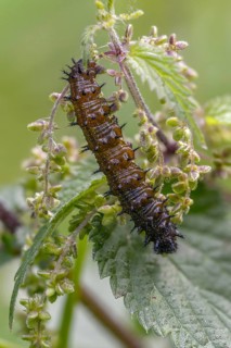 Admiral, nettle, large stinging nettle, red admiral, urtica dioica, urticaceae, Vanessa Atalanta,