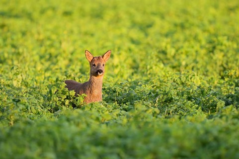 European roe deer (Capreolus capreolus), young roebuck, North Rhine-Westphalia, Germany