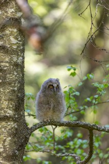 One young long-eared owl (Asio otus), sitting on a branch of a tree. Green vegetation in the