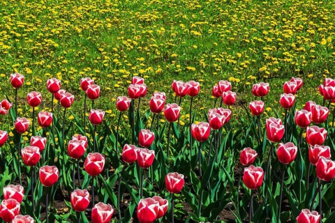 Red and white Tulipa 'Canadiana' - Triumph Tulips and yellow Taraxacum officinale - Dandelion