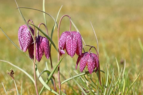 Snake's Head Fritillary (Fritillaria meleagris), several flowers in a meadow, inflorescence, early