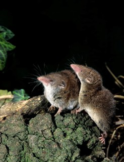 Crocidura russula, greater white-toothed shrew, house shrew, insectivora, insectivora, insectivora,