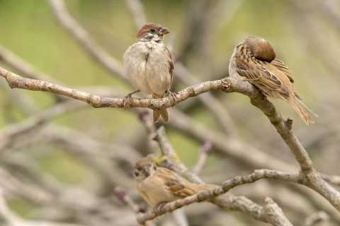 Tree Sparrow, Passer Montanus, Sparrow, Tree Sparrow, Birds, Passeri, Songbirds, Sparrow, Sparrow,