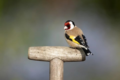 European goldfinch (Carduelis carduelis) adult garden bird on a fork handle, England, United
