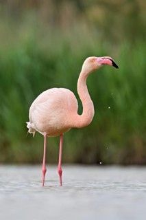 A greater flamingo (Phoenicopterus roseus), standing in the water, Camargue Regional Nature Park,