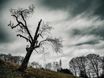 A very old tree in a meadow at dusk, North Rhine-Westphalia, Germany