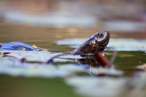 Pan Hinged Terrapin (Pelusios subniger), adult, in the water, swimming, close-up, Kruger National