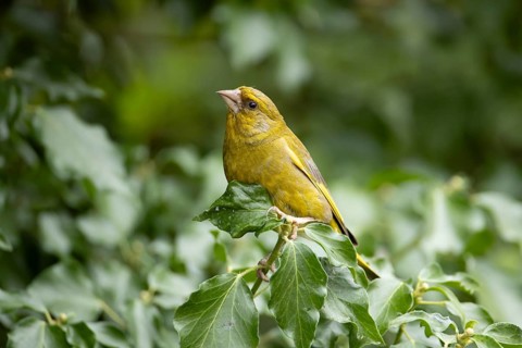 Eurasian greenfinch (Chloris chloris) adult garden male bird on an Ivy tree branch, England, United