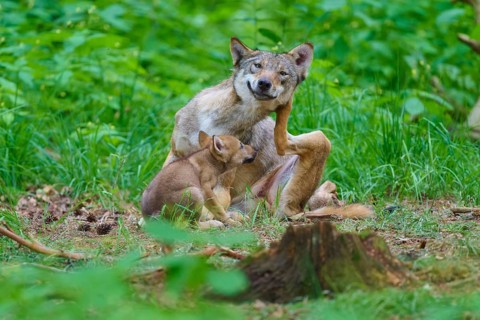 A wolf with its cub in a green forest, surrounded by branches, summer, wolf (Canis lupus), Germany