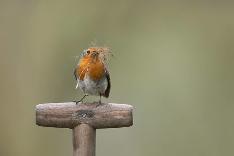 European robin (Erithacus rubecula) adult garden bird with nest material in its beak on a fork