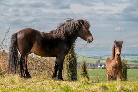 Equus ferus caballus, exmoor pony, horse, odd-toed ungulates, perissodactyla, domesticated animals,