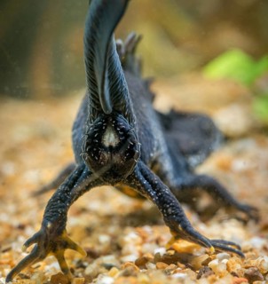 Great crested newt, crested newt, northern crested newt, Triturus cristatus, amphibians,