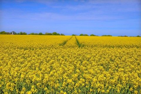 Rape field in bloom (Brassica napus), Hetzles, Upper Franconia, Bavaria, Germany