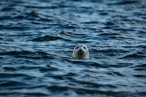 A seal peeking out of the blue sea, close-up of a grey seal looking out of the water, Denmark