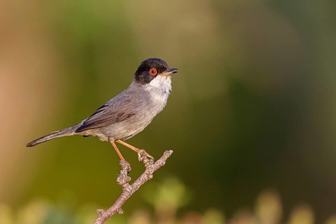 Velvet-headed warbler, (Sylvia melanocephala), warbler family, biotope, habitat, perch, foraging,