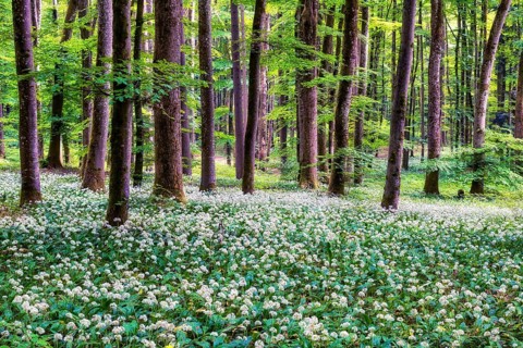 Blooming wild garlic in a beech forest, Aargau Canton, Switzerland