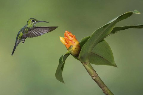 Green-crowned Brilliant (Heliodoxa jacula), Costa Rica