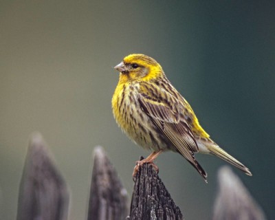 European Serin, serine, serinus serinus, birds, garden, garden fence, song, male, passeri, singing,