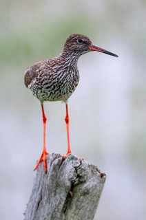 Redshank, redshank, Sweden, Tringa Totanus, birds, Charadriiformes, high size, portrait, limikolen,