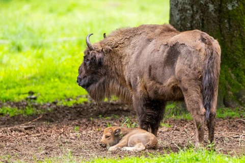 European bison (Bison bonasus) mother with her youngster on a meadow in summer, Bavarian Forest,