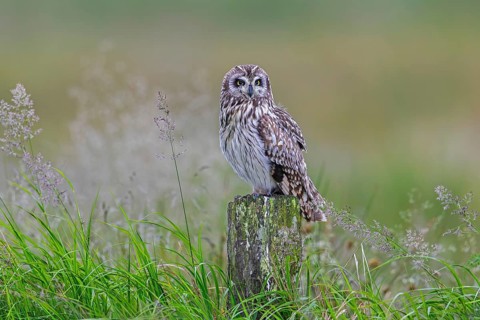 Short-eared owl (Asio flammeus) adult perched on old wooden fence post along field in late spring,