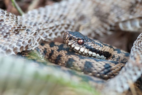 European adder, European viper, venomous snake, vipera berus, critters, poisonous, skin, molting,