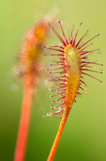 Drosera longifolia, Droseraceae, English sundew, Finland, long-leaf sundew, sundew, flora, great