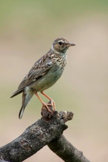 Woodlark, Lullula Arborea, Woodlark, Birds, Bulgaria, high size, portrait format, larks, passeri,