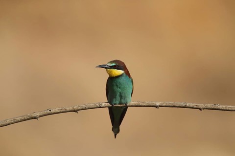 A single bird sits calmly on a branch: a bee-eater (Merops apiaster), Palatinate, Germany