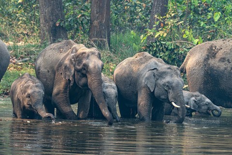 Wild elephant herd with young animals at watering hole, Asian elephant, Elephas maximus, Bardia