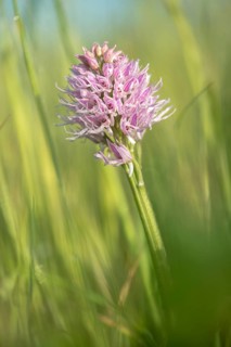 Granelli, Italian Orchid, Italian Orchid, Italy, Orchidaceae, Orchids, Orchis Italica, Pantani Cuba