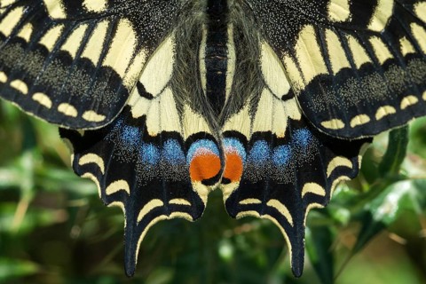 Granelli, Italy, Pantani Cuba and Longarini, Papilio Machaon, Swallowtail, Swallowtail, Migratory