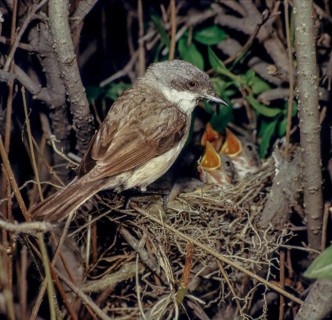 Rattleswarbler, Lesser Whitethroat, Sylvia Curruca, Birds, Adolescent, Young Bird, Juvenile, Nest,