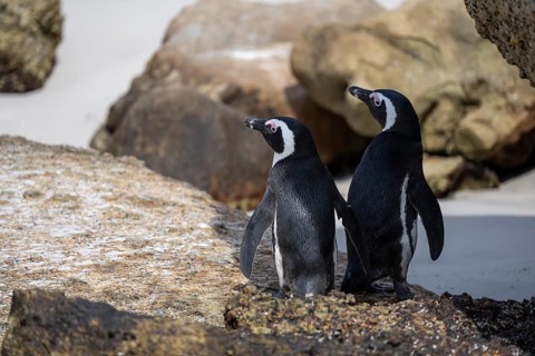 Two spectacled penguins (Spheniscus demersus) on a rock, Boulder Beach, Western Cape, Simon's Town,