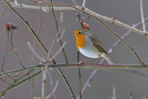 Robin (Erithacus rubecula), perched on a twig in the branches of a dog rose (Rosa canina),