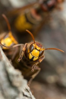 European hornet, hymenoptera, vespa crabro, wrinkle wasps, high size, portrait format, hornet,