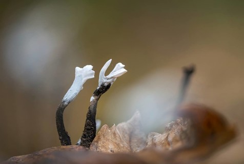 Antler-shaped wooden club, wooden club, xylaria hypoxylon, candlesnuff fungus, candlestick fungus,